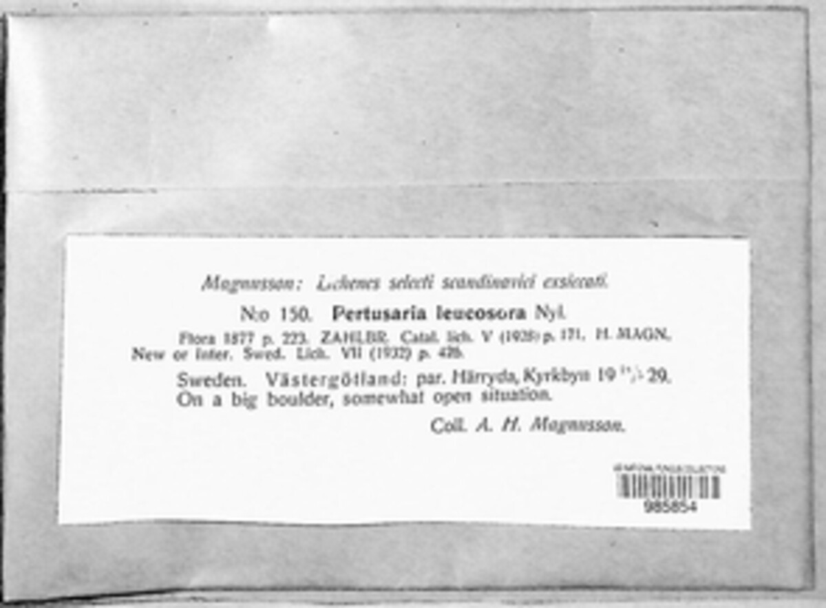 Lepra leucosora image